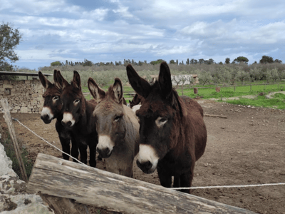Quatre ânes dans un enclos à Masseria Fossa, accueillant les visiteurs dans un paysage rural pittoresque.