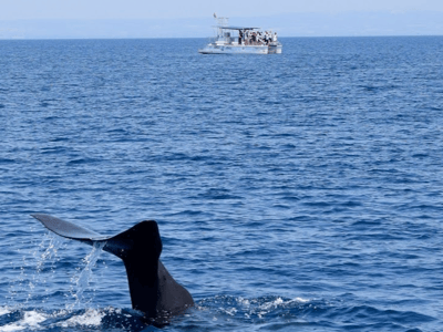 Tail of a whale emerging from the water near a tourist boat at Jonian Dolphin Conservation. Whale watching.