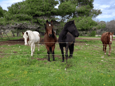 Trois chevaux dans un pré verdoyant à Masseria Fossa, représentant la beauté naturelle de la campagne italienne.