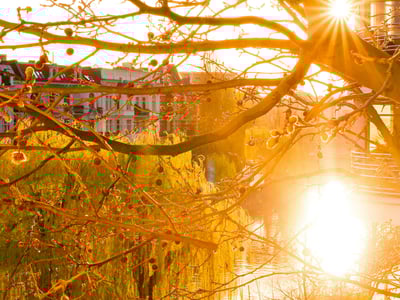 Lumière du soleil derrière un arbre avec des reflets dorés sur l'eau, capture paisible du quartier de Moabit à Berlin.