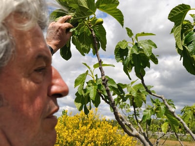 Un homme soigne un figuier dans les jardins de Pomona, symbolisant la richesse des plantes méditerranéennes.