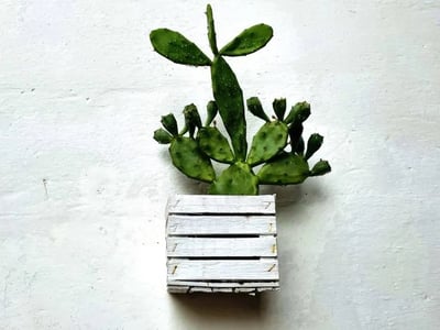 Plante grasse dans un pot en bois blanc, ajoutant une touche de verdure à un intérieur rustique à Cisternino.