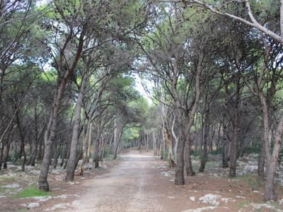 Sentier paisible à Porto Selvaggio, bordé d'arbres verdoyants, idéal pour une promenade en pleine nature.