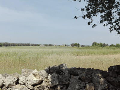 Vue sur les vastes champs de Bosco Occhiazzi, avec des murs en pierre et un ciel clair, mettant en valeur la nature environnante.