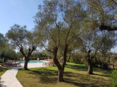 Paysage paisible d'Agriturismo Terra Rossa, avec des oliviers et une piscine scintillante sous un ciel bleu éclatant.