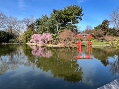 Peaceful scene at the Brooklyn Botanic Garden, with cherry trees in bloom and a red torii reflecting in the pond.