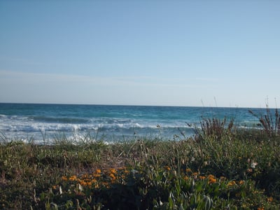 Panoramic view of the beach at Lido Marini, with waves and coastal flowers in the foreground.