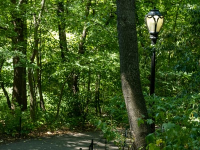 Sentier verdoyant à Central Park, éclairé par un lampadaire, offrant une ambiance paisible et naturelle.