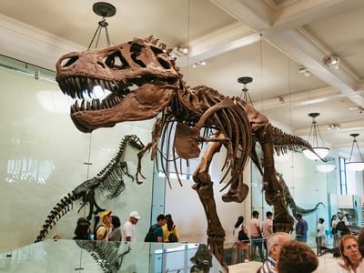 Squelette de T. rex au Muséum américain d'histoire naturelle, fascinant les visiteurs avec sa taille imposante.