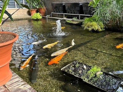 Colorful koi swimming in a pond at the Barbican Conservatory, with a fountain and lush plants around.
