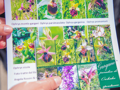 Une collection de photos d'orchidées présentées lors du Festival des orchidées, mettant en valeur la diversité de ces fleurs.