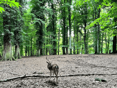 Un cerf élégant se tient au milieu de la Foresta Umbra, entouré d'une luxuriante forêt verte et paisible.