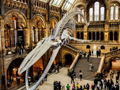 Squelette de baleine suspendu dans le hall majestueux du Muséum américain d'histoire naturelle, entouré de visiteurs fascinés.