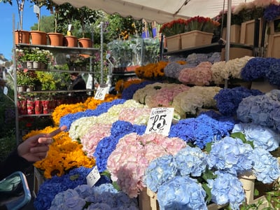 Un étal coloré de fleurs hydrangeas au marché floral de Columbia Road, entouré de plantes en pot vivantes.