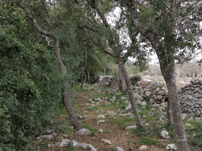 Un sentier bordé d'arbres dans Bosco Occhiazzi, avec des pierres et de la verdure, évoquant la nature préservée.