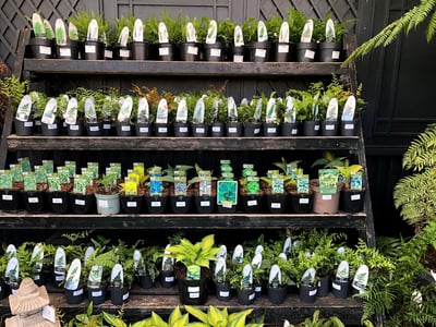 Étagère de pots de plantes variées au Clifton Nurseries, mettant en valeur une gamme de fougères et de plantes d'intérieur.