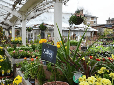 Lush garden with a colorful selection of flowers and a sign saying "Bedding" at Clifton Nurseries Cafe.