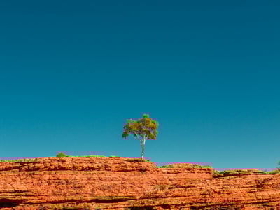 Arbre solitaire sur les falaises de Kings Canyon, soulignant la beauté naturelle et le paysage aride de la région.