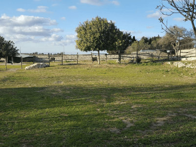 Vaste espace verdoyant à Masseria Fossa, avec un grand arbre et une palissade en bois sous un ciel partiellement nuageux.