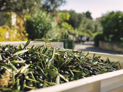 Olives fraîches et feuillages récoltés lors du Festival de l'huile d'olive, entourés de paysages ensoleillés.