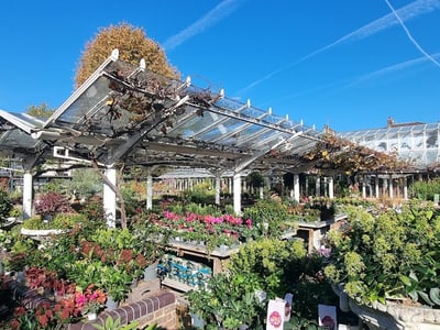 Vaste pépinière à Clifton Nurseries, colorée de plantes, fleurs et structures de verre sous un ciel lumineux et ensoleillé.
