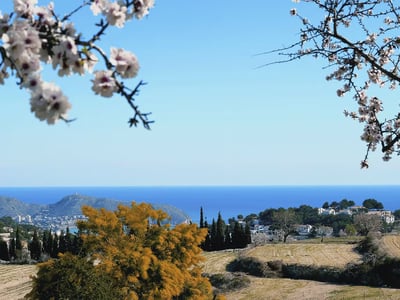 Panoramic view of Teulada, with flowers in the foreground and the sea in the background, revealing a Mediterranean landscape.