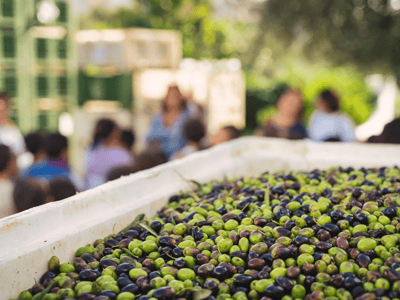 Olives fraîches de différentes variétés exposées au Festival de l'huile d'olive, célébrant la culture oléicole locale.