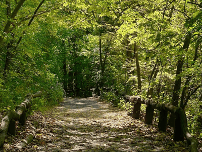 Verdant path in The Ramble, lined with trees, providing a peaceful and natural atmosphere for a relaxing stroll.