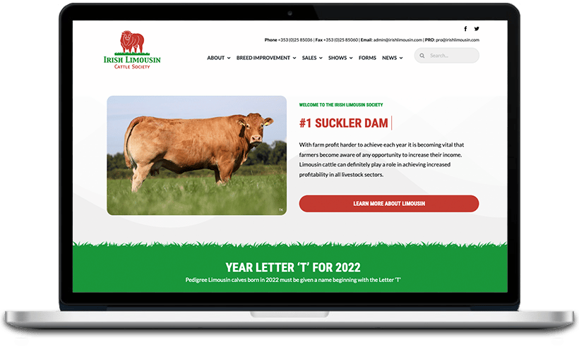 Irish Limousin