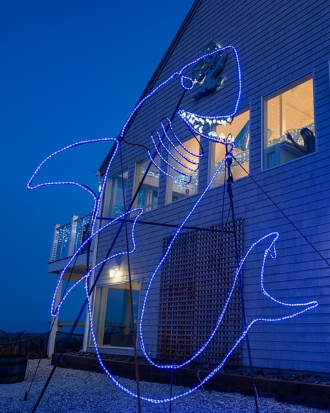 Hey guys, Julius our giant shark friend is back in Sandwich for the winter.