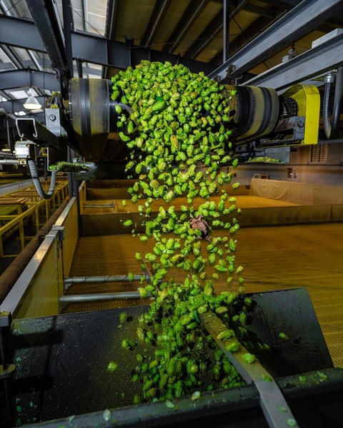 Two versions of fresh hop waterfalls. ⚠️