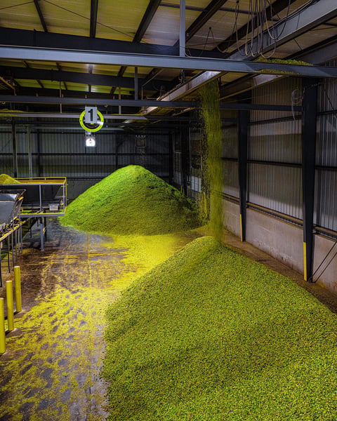 100,000 pounds of the oh-so-beautiful Chinook on the drying room floor at Roy Farms.