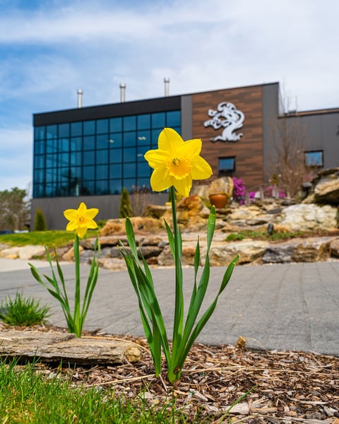 🌼🌷