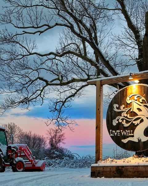 Tree House, December 2016