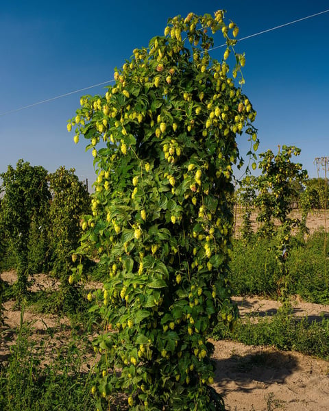 Portrait of an experimental hop bine.