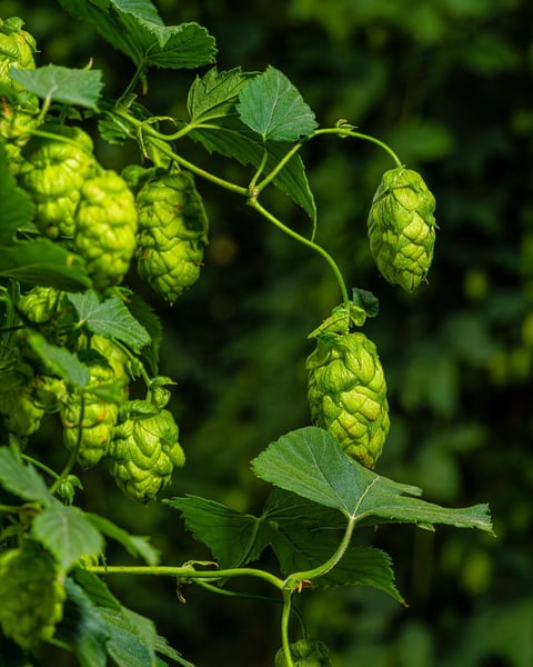 A portrait of HBC 1019 on the bine, a promising newcomer we are very fond of.