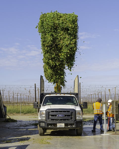 Freshly harvested Amarillo en route to the picker.