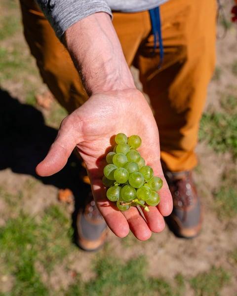 Before arriving in Nelson, our last stop was a renowned Sauvignon Blanc vineyard, which might seem off-course for a b…