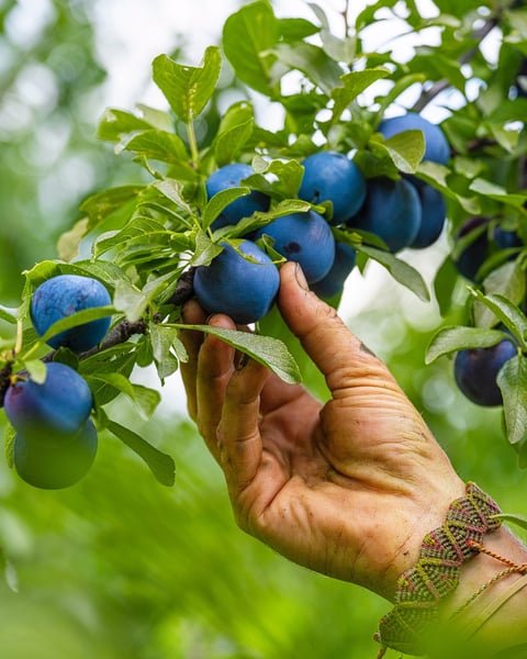 We’ve enjoyed a reasonable bounty of Contender peaches and Mount Royal plums this summer @treehousefarmbrewery.