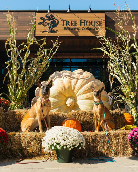 Hey guys and gals, the giant pumpkins are here!