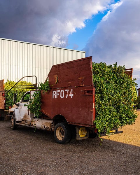 Chinook heading into the picker at Roy Farms late in the afternoon, 2023.