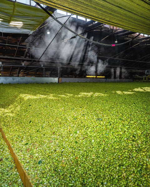 Steam rises from fresh Amarillo hops as the kiln is ignited at Sunshine Ranch.