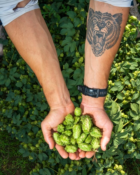 A few shades of Green from hop harvest in Yakima.