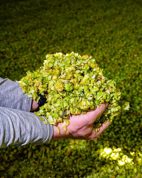 For the second part of our visit to Freestyle Hops, we ventured through their picking plant, kiln, drying floor, and…