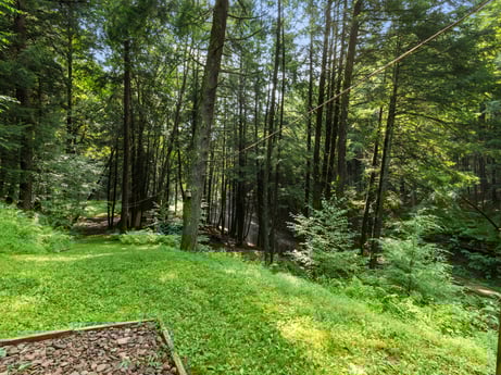 An image featuring plant, plant community, tree, wood, terrestrial plant, natural landscape, trunk, larch, deciduous, grass at 459 Pine Hill Dr.