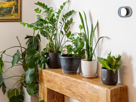 An image featuring plant, houseplant, flowerpot, leaf, botany, yellow, wood, wall, grass, flower at 125 Rimstone Ct.