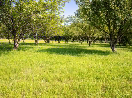 An image featuring plant, tree, natural landscape, land lot, people in nature, sky, grass, landscape, groundcover, plain at 17899 US-6.