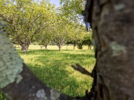 An image featuring plant, branch, natural landscape, wood, trunk, tree, shade, woody plant, grass, landscape at 17899 US-6.