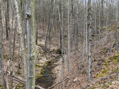 An image featuring plant, natural landscape, wood, twig, trunk, deciduous, terrestrial plant, tree, landscape, grass at English Hollow Ln.