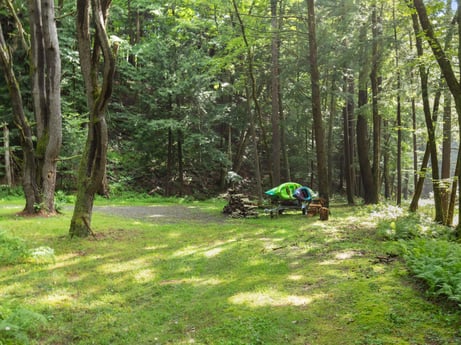 An image featuring plant, tree, natural landscape, tire, terrestrial plant, shade, grass, biome, wood, trunk at 459 Pine Hill Dr.